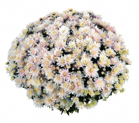Crizanteme - Crizantema Paula Off White – C3 FL84