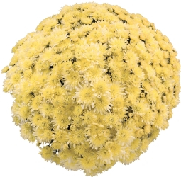 Crizanteme - Crizantema Paula Vanilla – C3 FL84