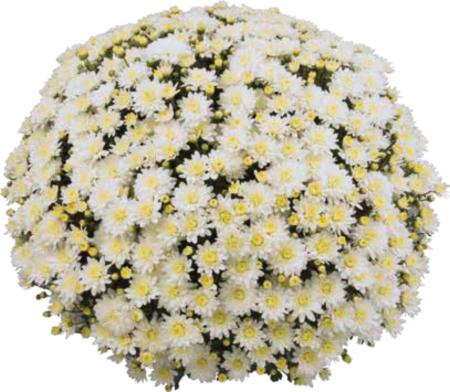 Crizanteme - Crizantema San Marino Runner White – C3