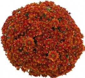 Crizanteme - Crizantema Saragano Dark Orange – C3