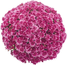 Crizanteme - Crizantema Saragano Dark Pink – C3