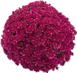 Crizanteme - Crizantema Saragano Mauve – C3