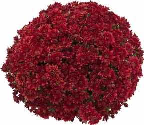 Crizanteme - Crizantema Saragano Red Bronze – C3