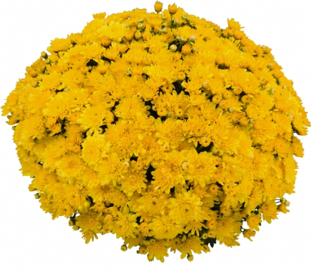 Crizanteme - Crizantema Saragano Yellow – C3