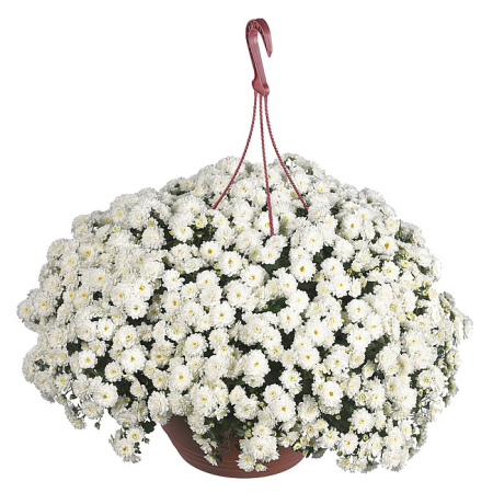 Crizanteme - Crizantema Skyfall White V