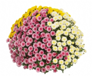Crizanteme - Crizantema Trio Amelie PW – C3, cu 3 butași per ghiveci, combină două plante cu flori roz și una cu flori albe