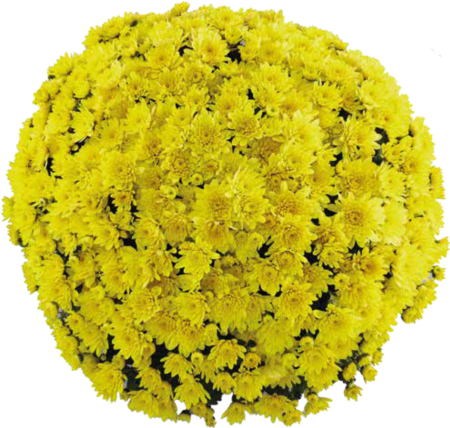 Crizanteme - Crizantema Trio Exact Yellow – C5, cu 3 butași per ghiveci
