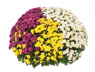 Crizanteme - Crizantema Trio Paula White-Yellow-Mauve – C5
