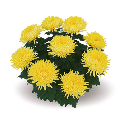 Crizanteme - Crizantema Alaka Yellow 3PL – C2 este o plantă ornamentală cu 3 plante per ghiveci