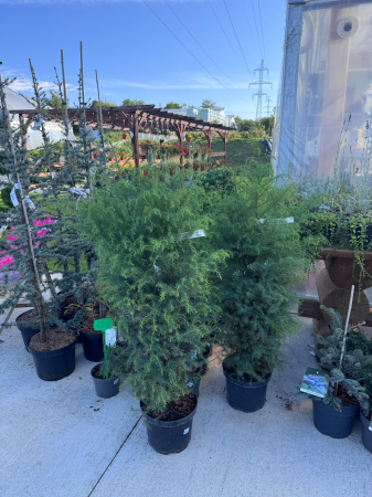 Cryptomeria japonica ‘Elegans Viridis’ [3]