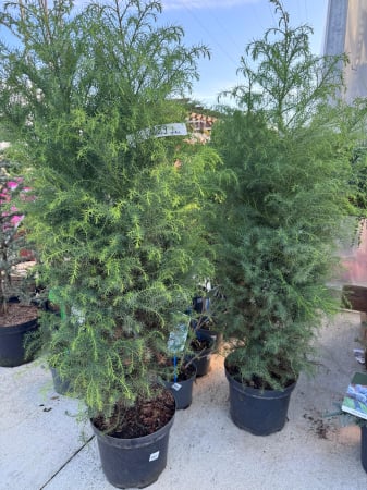 Arbori și arbuști - Cryptomeria japonica ‘Elegans Viridis’