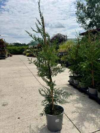 Cupressocyparis leylandii 75 cm, ideal pentru garduri vii [1]