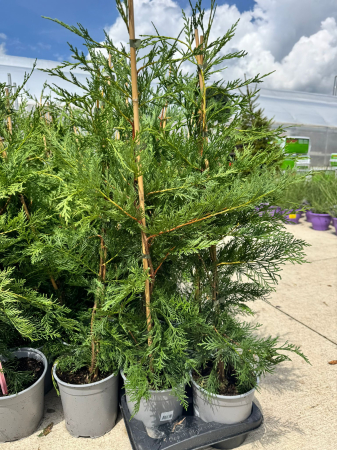 Arbori și arbuști - Cupressocyparis leylandii 75 cm, ideal pentru garduri vii