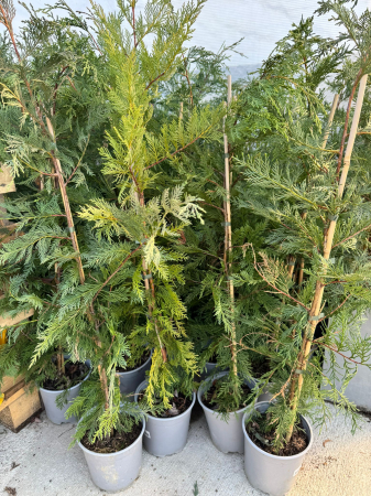Arbori și arbuști - Cupressocyparis leylandii 80 cm