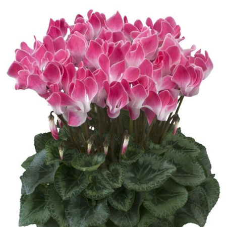 Cyclamen halios funflame magenta – P13 [1]