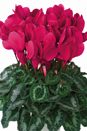 Plante Perene - Cyclamen halios hd grenadine – P13
