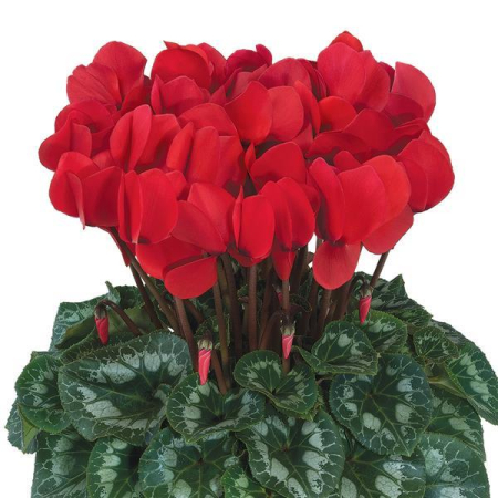 Cyclamen halios red rebelle – P13 [2]