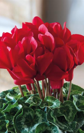 Cyclamen halios red rebelle – P13