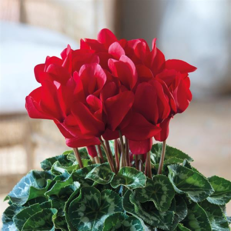 Cyclamen halios red rebelle – P13 [1]