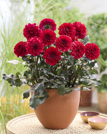 Plante Perene - Dahlia Labella Grande Chocolate Red