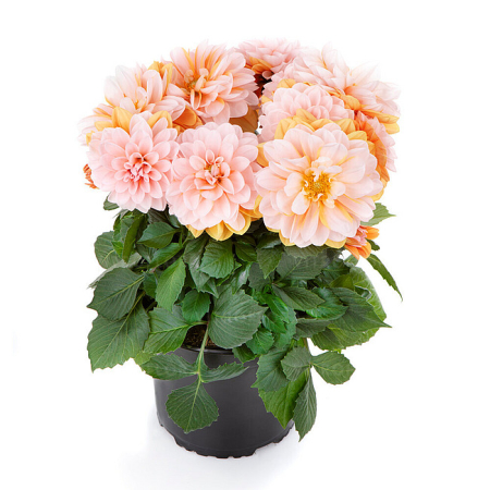 Plante decorative prin floare - Dahlia Labella Grande Fun Caramel