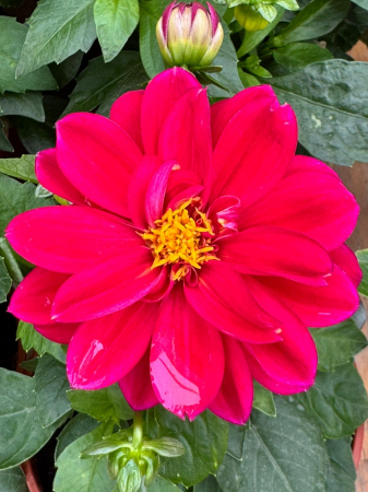 Plante Anuale - Dahlieta Select Patty