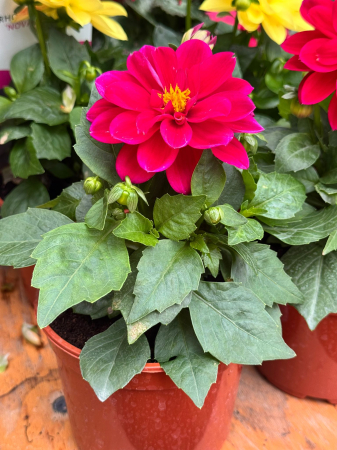 Dahlieta Select Patty [1]