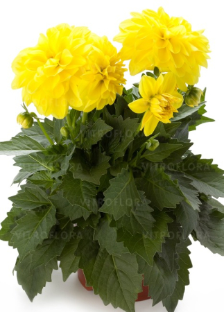 Dahlietta Select Julia