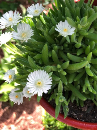 Delosperma ‘Jewel of Desert Moon Stone’