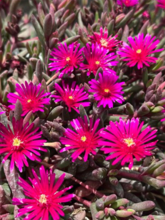 Plante decorative prin floare - Delosperma ‘Jewel of Desert RoseQuartz’