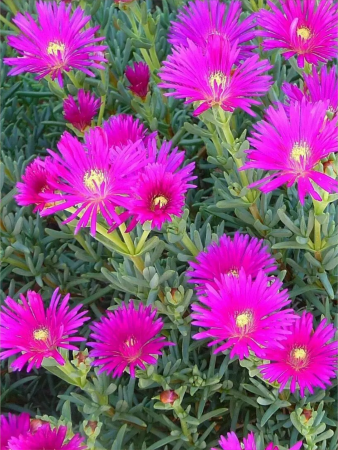 Delosperma ‘Sundella Neon’