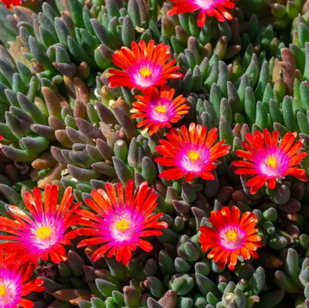 Delosperma Sundella Red P10 [1]