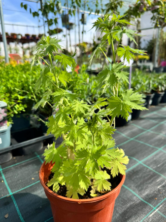 Plante decorative prin floare - Delphinium ‘Magical Astara’ C3