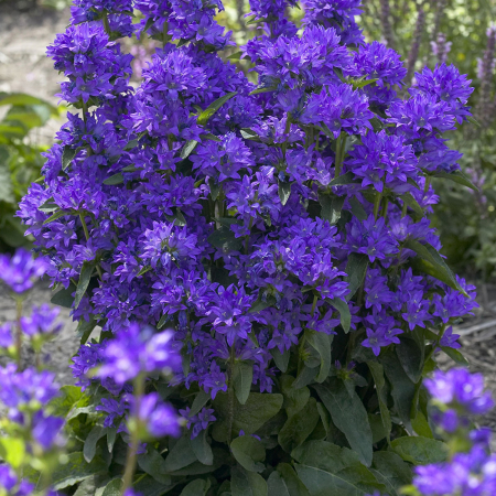 Delphinium ‘Magical Astara’ C3 [1]