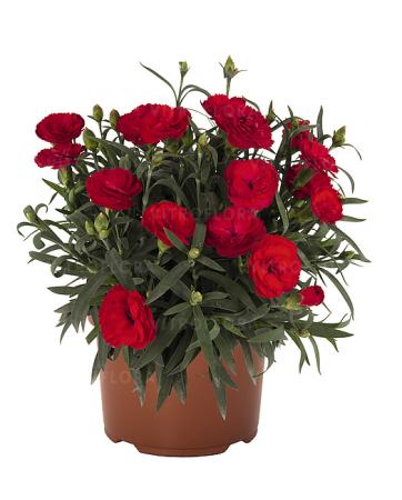 Plante Anuale - Dianthus Sprint Red