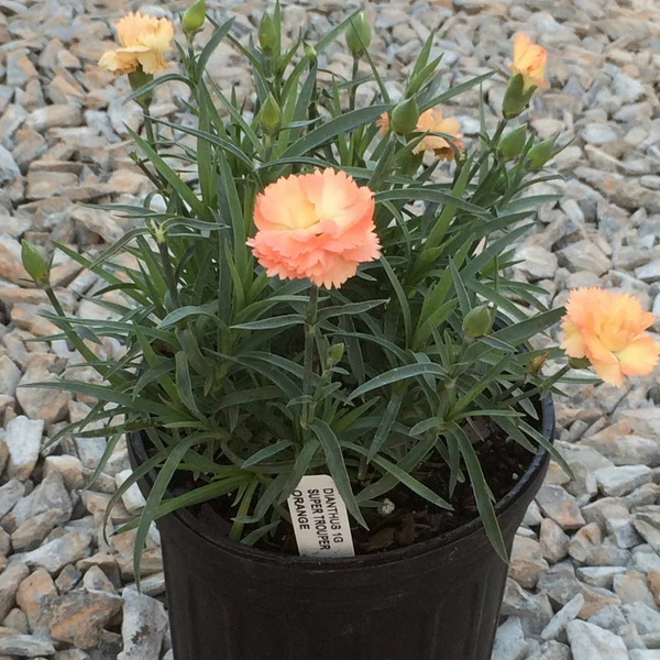 Dianthus supertrouper sorbet – P12 [1]