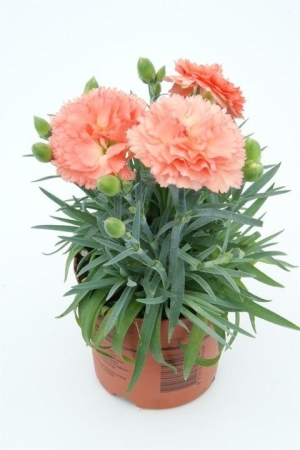Plante Anuale - Dianthus supertrouper sorbet – P12