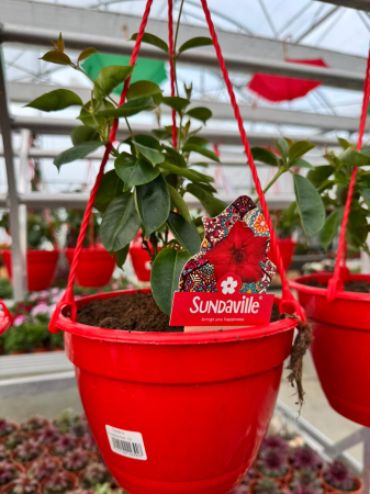 Dipladenia Sundaville Red în ghiveci C3 [2]