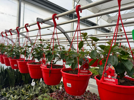 Dipladenia Sundaville Red în ghiveci C3 [3]