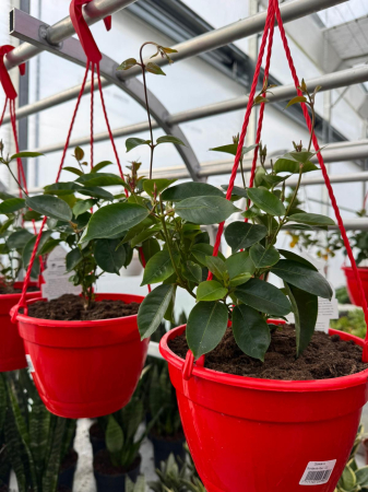 Dipladenia Sundaville Red în ghiveci C3 [4]