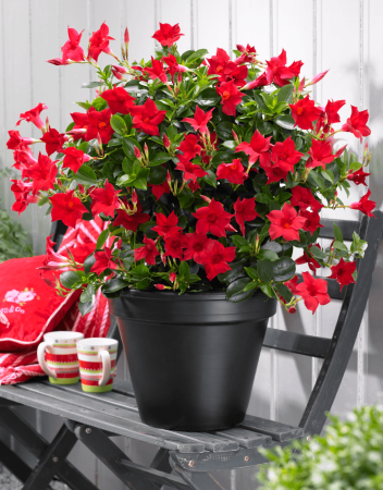 Plante Anuale - Dipladenia Sundaville Red în ghiveci C3