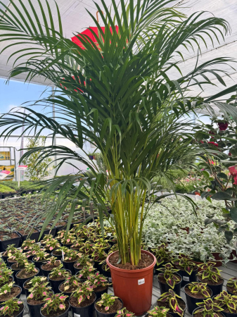 Dypsis Lutescens 150 cm [1]