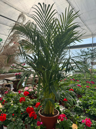 Dypsis Lutescens 150 cm [0]