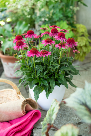 Plante Perene - Echinacea 'Delicious Candy' C1.5, plantă perenă ornamentală