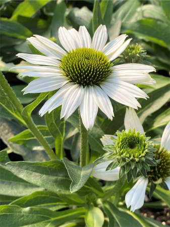 Echinacea Kismet White