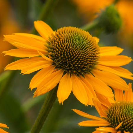 Plante decorative prin floare - Echinacea 'Kismet Yellow' C2, plantă perenă ornamentală