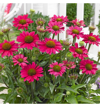 Echinacea Magenta Pearl [1]