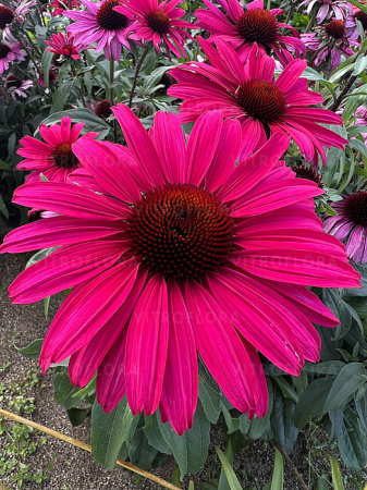 Plante Perene - Echinacea 'Sensation Wild Romance' C2, plantă perenă ornamentală