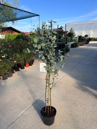 Eucalyptus gunnii