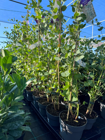 Eucalyptus gunnii [1]